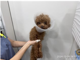 종료(반환) 푸들의…